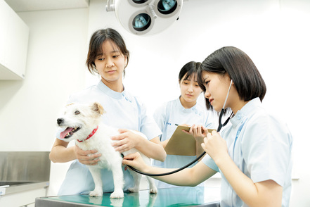 帝京科学大学 キャンパス内に動物病院を併設。質の高い愛玩動物看護師を養成する