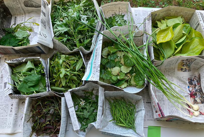 食と環境のつながりを畑から学ぶ実践教育『くいしんぼうラボ』