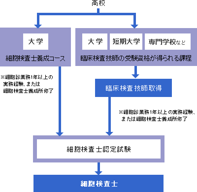 細胞検査士 大学 専門学校の スタディサプリ 進路