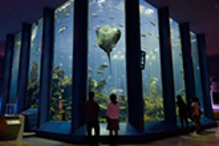 東海大学 「海洋科学博物館」は水族館の機能と、飼育・繁殖の研究や学芸員資格取得の実習機能を併せ持つ施設です。