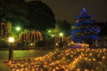 明治学院大学 白金・横浜キャンパスでは毎年、クリスマスツリーの点灯式が行われます