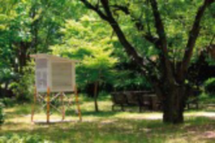 関西学院大学 自然豊かなキャンパス内の「聖和の森」には学生だけでなく近隣の子どもたちも集います