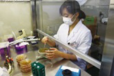 日本大学 抗菌ペプチド（ガセリシン）の生産遺伝子群を導入した乳酸菌の塗末培養。