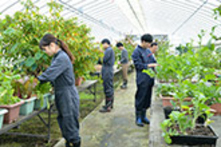 京都先端科学大学 「新種苗開発センター」では、農業生産学の研究成果を基に、環境にやさしい新品種の開発や苗の生産に取り組んでいます