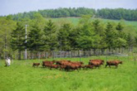 北里大学 250頭の牛を放牧飼育する附属八雲牧場に泊まり込んで行う体験授業