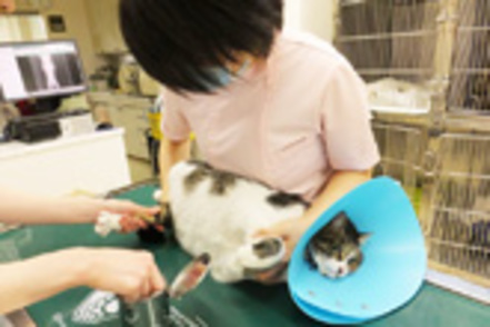 岡山理科大学 獣医学教育病院を併設し、地域の獣医療にも貢献する