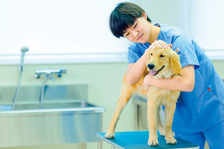 帝京平成大学 新しい国家資格「愛玩動物看護師」の取得を目指します