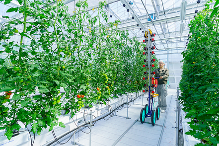 京都先端科学大学 「スマートアグリハウス」では、センサー等を用いた省人力化や溶液を使った機能性野菜の研究・開発を行っています