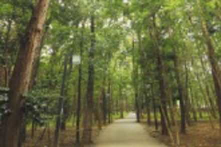 東洋大学 緑豊かな川越キャンパス。こもれびの森では四季それぞれの美しさを楽しめます。