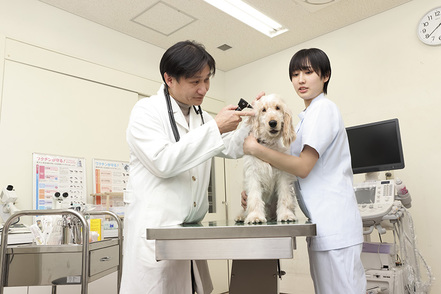 帝京科学大学 キャンパス内に動物病院を併設。質の高い愛玩動物看護師を養成する