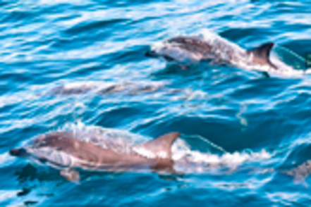 人間環境大学 【フィールド自然学科】生態系を構成する3つの領域「陸域・水域・農業」にまたがり、多様な生物と共生を専門的に学びます