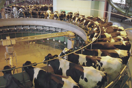 日本獣医生命科学大学 長期休養期間を利用した動物飼育管理実習