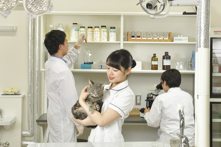 日本獣医生命科学大学 屈指の合格率を誇る愛玩動物看護師