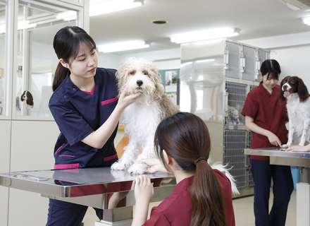 吉田学園動物看護専門学校の特長１