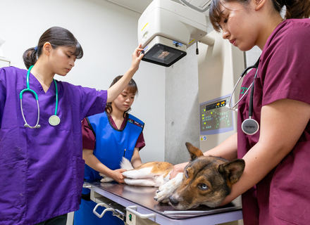 ブレーメン動物専門学校の特長２