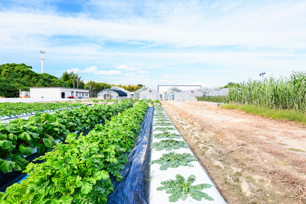 摂南大学 学内に農場やトラクター等の農作業機械、最先端の研究施設を整備している。