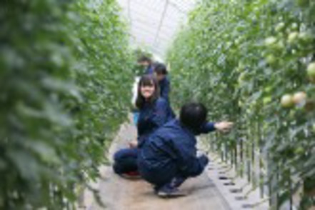 日本大学 植物の栽培技術や管理方法を体得する実習でトマトの剪定。