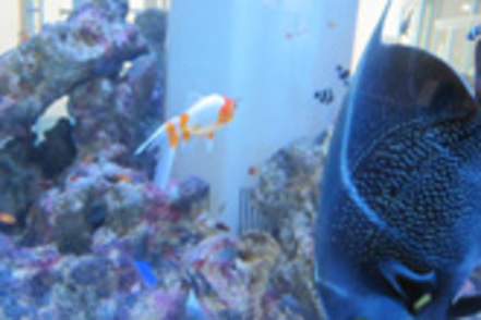 岡山理科大学 海水の中から魚類に必要な成分を絞り込み、淡水魚も海水魚も同じ水槽で飼育可能な「好適環境水」を開発