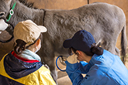 日本獣医生命科学大学 実際の動物に触れ、牧場作業を体験し、産業動物の飼育管理や命と畜産物の生産から消費までの流れを学ぶ農場実習