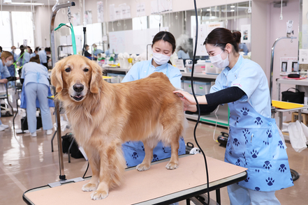 ヤマザキ動物看護大学 1年次4月から実習スタート／大型犬から小型犬まで、一般家庭で飼育されているモデル犬を扱う実習を通して技術を修得。