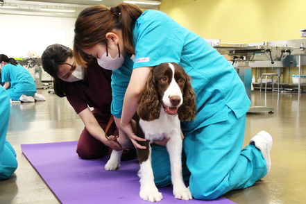 ヤマザキ動物看護大学 確実にステップアップ／4年間を通して、実習と講義が連動し、基礎的な内容から専門的な内容へと段階的に学びます。