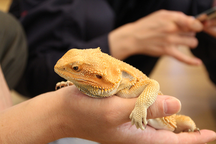 ヤマザキ動物看護大学 動物種別の適正飼養を学べる／スクールドッグ、ヤギ、ウサギ、愛玩鳥、爬虫類など、学内で多様な動物種を飼育。