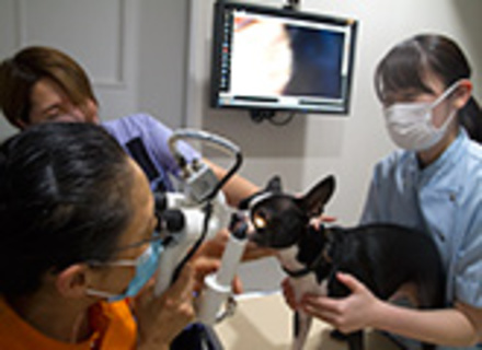 ヤマザキ動物看護専門職短期大学の特長１