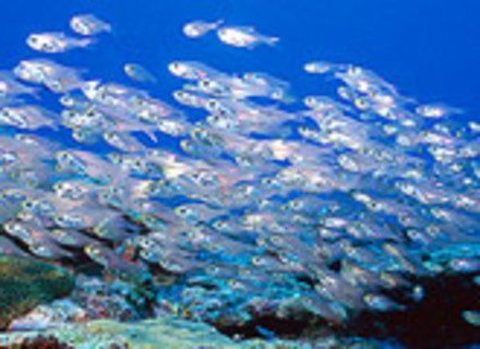 水産大学校の特長１