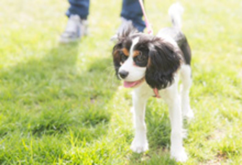 北海道どうぶつ・医療専門学校の風景
