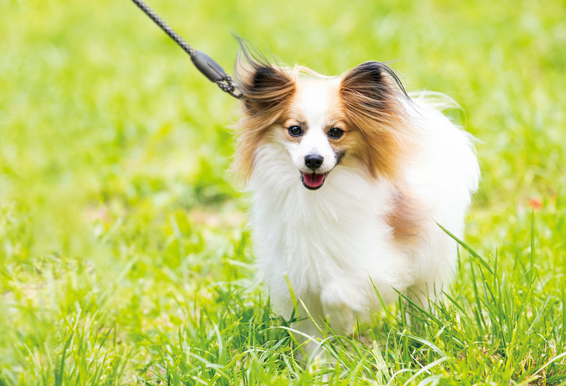 北海道どうぶつ・医療専門学校の風景