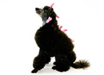 京都動物専門学校の特長１