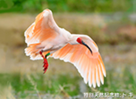 日本自然環境専門学校の特長１