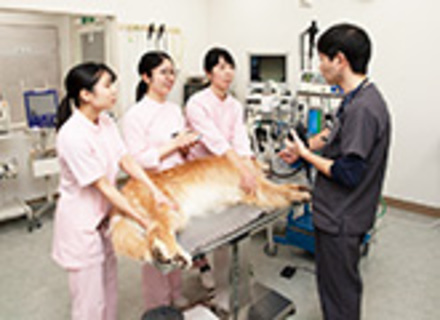 専門学校東北動物看護学院の特長１
