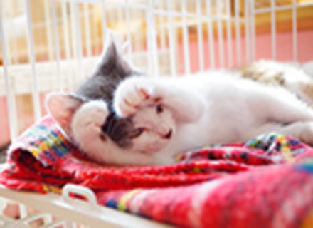 専門学校東北動物看護学院の特長３