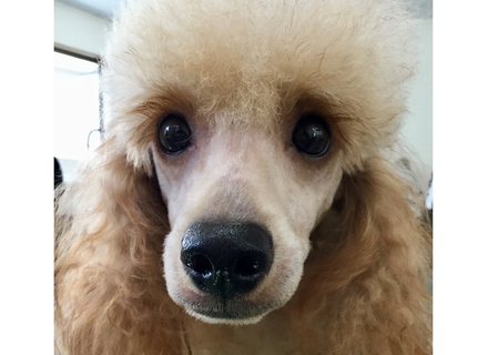 大分ドッググルーミング専門学校の特長１