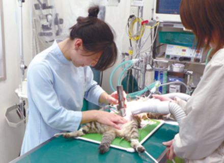 国際ペット総合専門学校の特長２