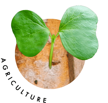 AGRICULTURE