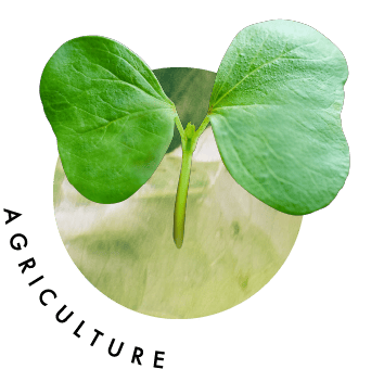 AGRICULTURE
