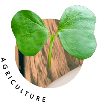 AGRICULTURE